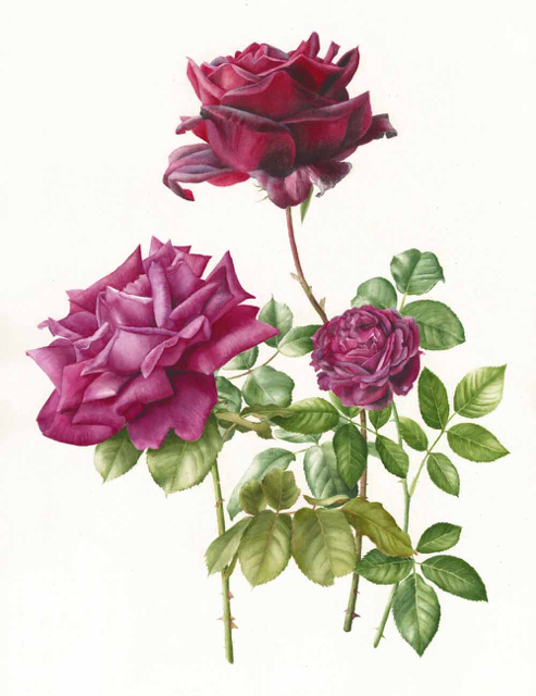 Roses, watercolour on paper