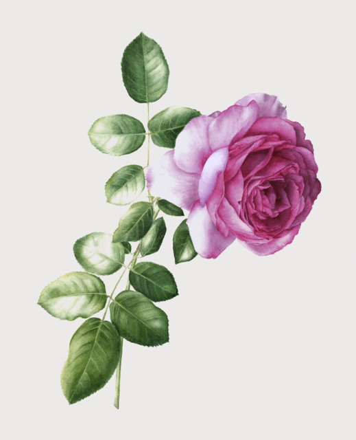 Rose 'Yves Piaget', watercolour on paper