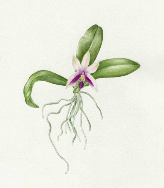 Phlaenopsis bellina 'Pisa x Firenze', watercolour on paper