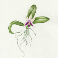 phalaenopsis bellina pisa x firenze magenta.jpg