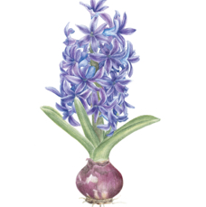 hyacin.jpg